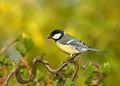 Koolmees; great tit; Parus major