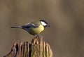 Koolmees, Great Tit, Parus major