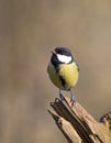 Koolmees, Great Tit, Parus major