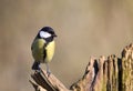 Koolmees, Great Tit, Parus major