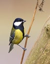 Koolmees, Great Tit, Parus major