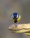 Koolmees, Great Tit, Parus major