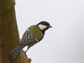 Koolmees, Great Tit, Parus major