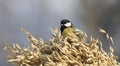 Koolmees, Great Tit, Parus major Royalty Free Stock Photo