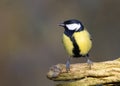 Koolmees; great tit; Parus major