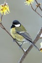 Koolmees, Great Tit, Parus major