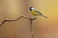 Koolmees, great tit, Parus major Royalty Free Stock Photo