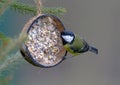 Koolmees, Great Tit, Parus major