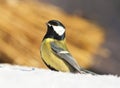 Koolmees, Great Tit, Parus major