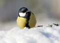 Koolmees, Great Tit, Parus major