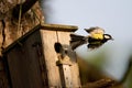 Koolmees, Great Tit, Parus major Royalty Free Stock Photo