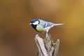 Koolmees, Great Tit, Parus major Royalty Free Stock Photo