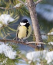 Koolmees, Great Tit, Parus major