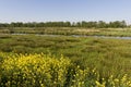 Koolzaad in bloei, Flowering