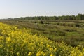 Koolzaad in bloei, Flowering