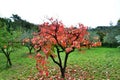 Koper Slovenia Autumn colours Royalty Free Stock Photo