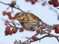 Koperwiek, Redwing, Turdus iliacus