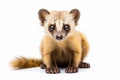 Kopi luwak animal. Indonesian coffee concept Royalty Free Stock Photo