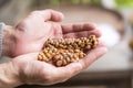 Kopi luwak or civet coffee, Coffee beans excreted by the civet o