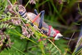 Koppie foam grasshopper. Colourful grasshopper / locust photographed in the Blyde River Canyon, South Africa Royalty Free Stock Photo