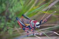 Koppie foam grasshopper. Colourful grasshopper / locust photographed in the Blyde River Canyon, South Africa Royalty Free Stock Photo