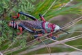 Koppie foam grasshopper. Colourful grasshopper / locust photographed in the Blyde River Canyon, South Africa Royalty Free Stock Photo