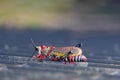 Koppie foam grasshopper. Colourful grasshopper / locust photographed in the Blyde River Canyon, South Africa Royalty Free Stock Photo