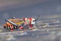 Koppie foam grasshopper. Colourful grasshopper / locust photographed in the Blyde River Canyon, South Africa Royalty Free Stock Photo