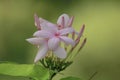 Kopsia fruticosa is a bouquet of flowers with beautiful blooming pinks. Royalty Free Stock Photo