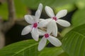 Kopsia fruticosa is a bouquet of flowers with beautiful blooming pinks. Royalty Free Stock Photo