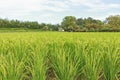 Koraku-en Garden rice field