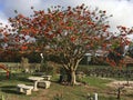 Korallenbaum in SÃÂ¼dafrika - Coral Tree in Southafrica