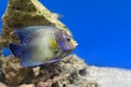 The Koran Angelfish in aquarium closeup Royalty Free Stock Photo