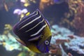 Koran Angelfish Fish in Aquarium. Marine life, Royalty Free Stock Photo