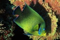 Koran Angelfish Royalty Free Stock Photo