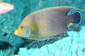 Koran angelfish Royalty Free Stock Photo