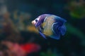 Koran Angelfish or Semicircled Angelfish - Marine Fish Royalty Free Stock Photo