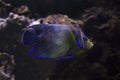Koran angelfish, semicircle angelfish Pomacanthus semicirculatus. Royalty Free Stock Photo