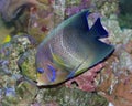 The Koran or Semicircle Angelfish, Pomacanthus semicirculatus Royalty Free Stock Photo