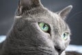 Korat Cat Blue Korat Kitten Royalty Free Stock Photo