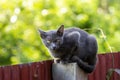 Korat cat, gray cat, sitting on the fence Royalty Free Stock Photo