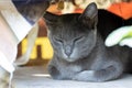 Korat cat, gray cat, sleeping