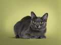 Korat cat on green background Royalty Free Stock Photo