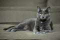 Korat Cat Laying Royalty Free Stock Photo