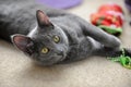 Korat Cat Playing Royalty Free Stock Photo