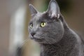 Korat Cat Royalty Free Stock Photo