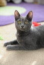 Korat Cat Resting on Carpet Royalty Free Stock Photo