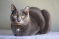 Korat Cat Resting Royalty Free Stock Photo