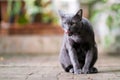 Korat cat setting on floor in the house Royalty Free Stock Photo