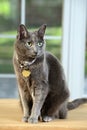 Korat Cat Sitting on Table Royalty Free Stock Photo